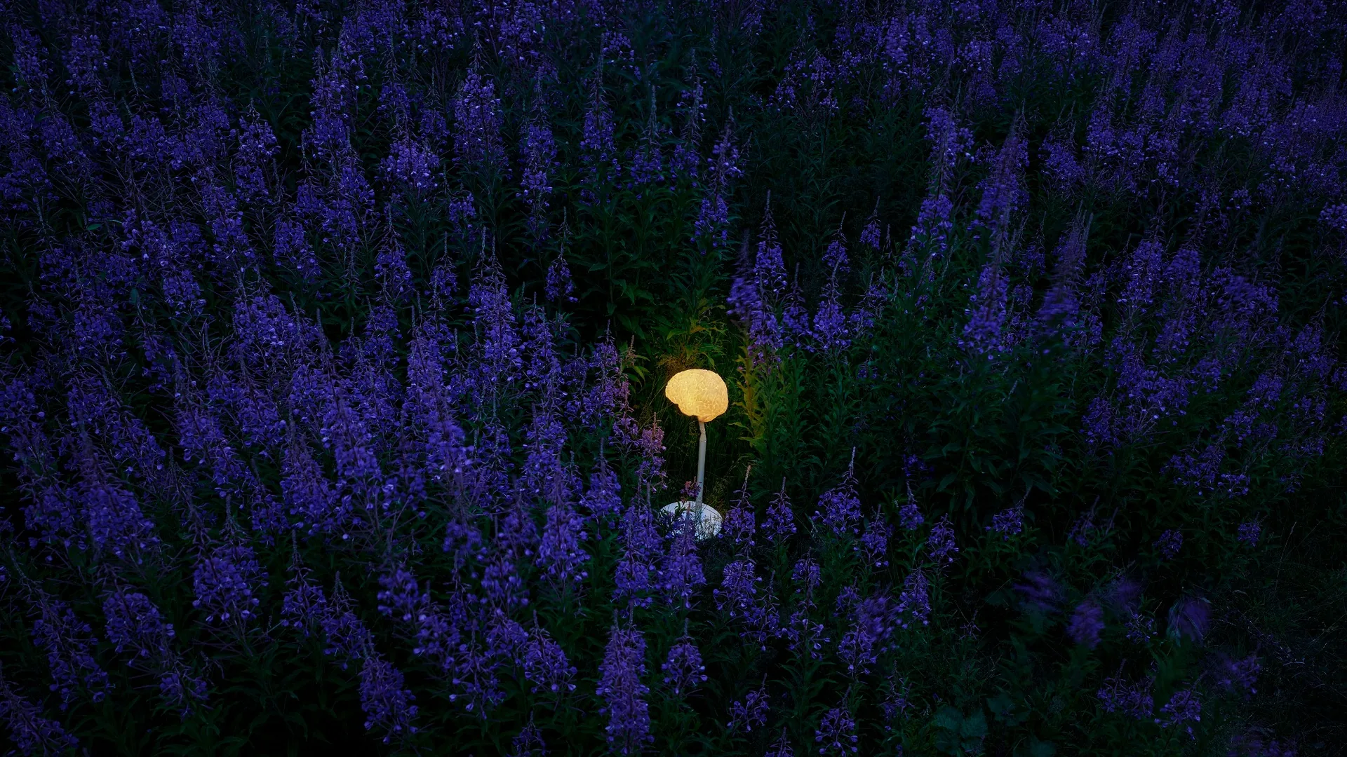 Illuminated sculptural lamp among deep blue flowers